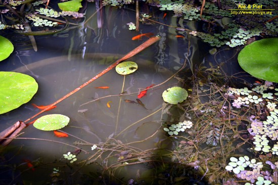 Orto botanico Hanbury dell'Università di Genova