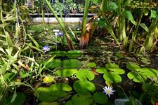 Orto botanico Hanbury dell'Università di Genova