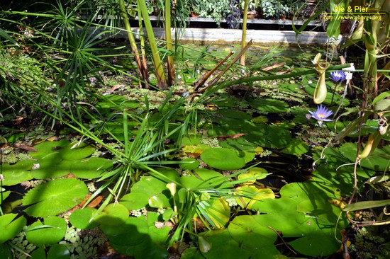 Orto botanico Hanbury dell'Università di Genova