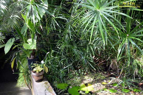 Orto botanico Hanbury dell'Università di Genova