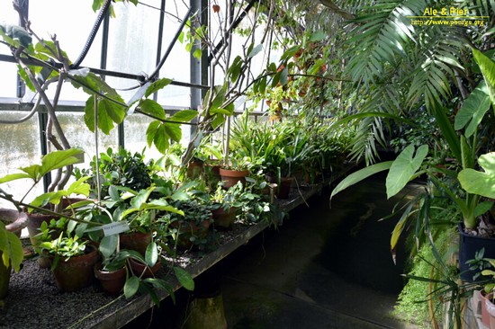 Orto botanico Hanbury dell'Università di Genova