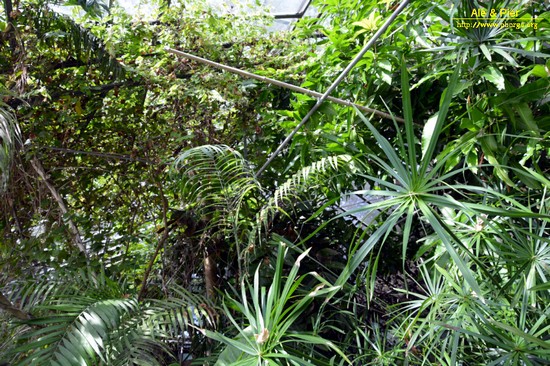 Orto botanico Hanbury dell'Università di Genova