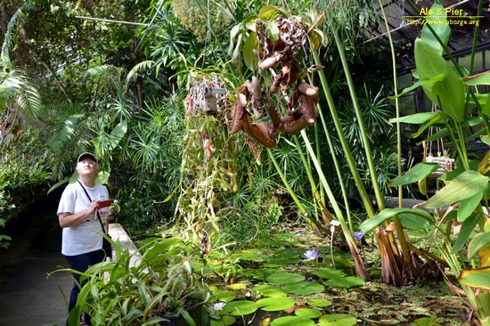 Orto botanico Hanbury dell'Università di Genova