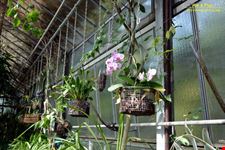 Orto botanico Hanbury dell'Università di Genova