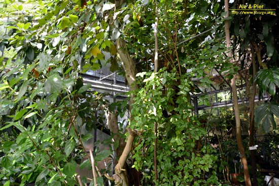 Orto botanico Hanbury dell'Università di Genova