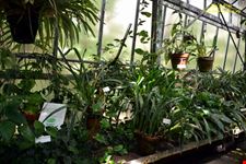 Orto botanico Hanbury dell'Università di Genova