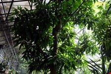 Orto botanico Hanbury dell'Università di Genova