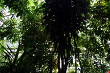 Orto botanico Hanbury dell'Università di Genova