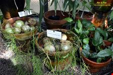 Orto botanico Hanbury dell'Università di Genova