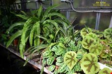 Orto botanico Hanbury dell'Università di Genova