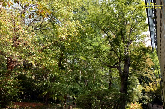 Orto botanico Hanbury dell'Università di Genova
