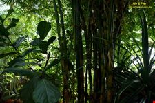 Orto botanico Hanbury dell'Università di Genova