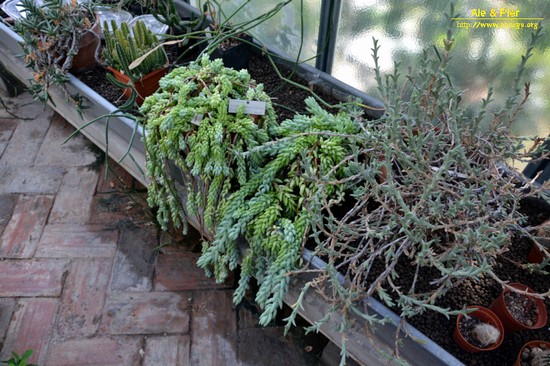 Orto botanico Hanbury dell'Università di Genova