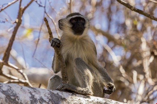  Nacala RMFerreira - Shutterstock RMFerreira