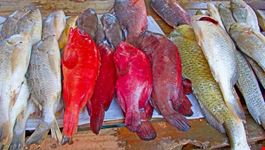 pesce mozambico