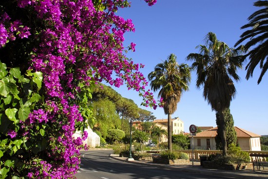 Bormes Les Mimosas