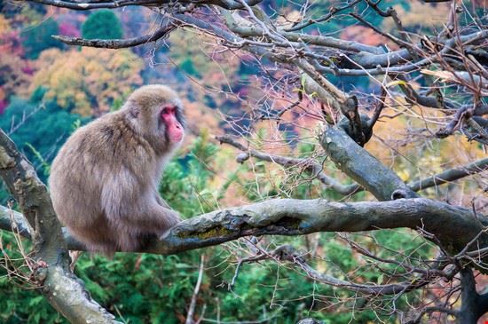 Monkey Park Arashiyama - HunterKitty - HunterKitty - Shutterstock