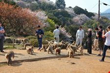 Iwatayama Monkey Park