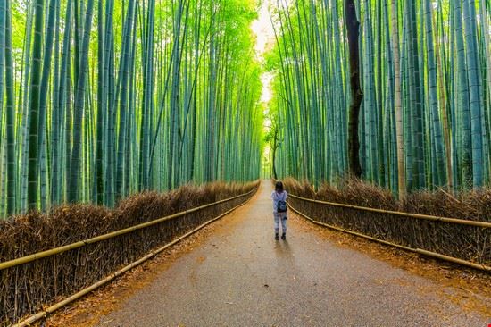 Kyoto MoMMo Mai - Shutterstock MoMMo Mai