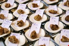 Fiera del Tartufo