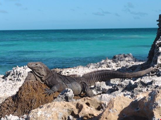  Cayo Largo Rafael Martin-Gaitero - Shutterstock Rafael Martin-Gaitero