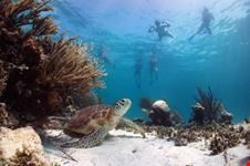 akumal snorkeling