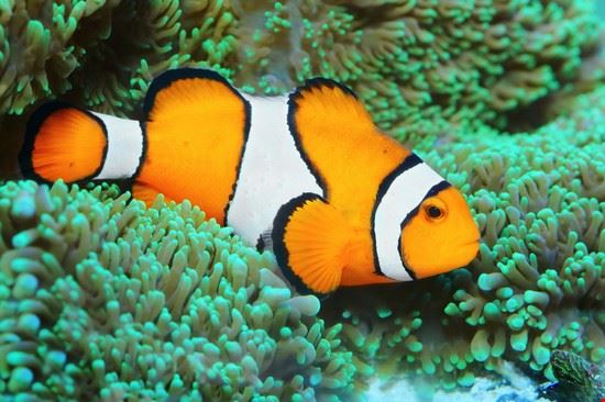 Mauritius Aquarium - Kletr - Kletr - Shutterstock