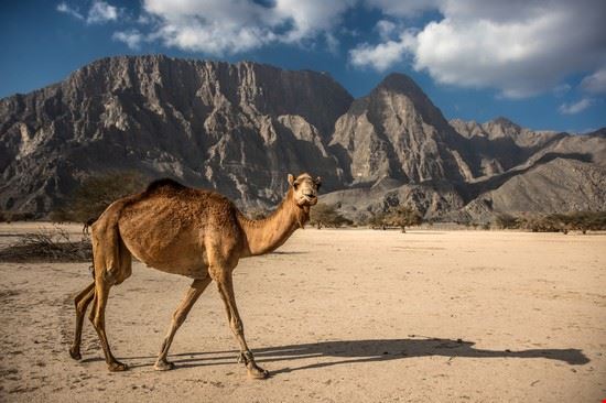  Muscat Pavel Svoboda Photography - Shutterstock Pavel Svoboda Photography