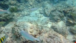 Snorkeling
