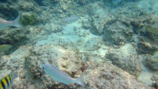 Snorkeling - VicaTs - VicaTs - Shutterstock