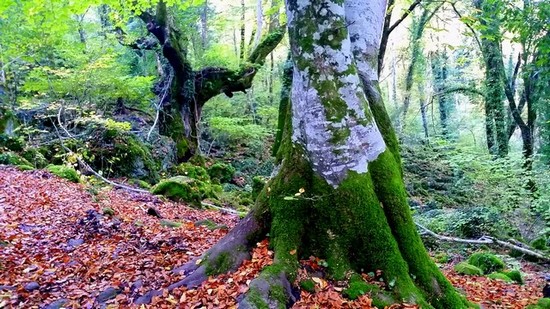bosco sasseto