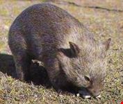 Wombat