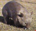 Wombat Wombat