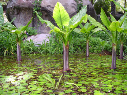 Giardino Botanico