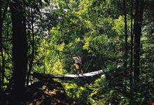 ponte di legno sospeso tra alberi