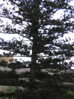 Pino Mediterraneo
