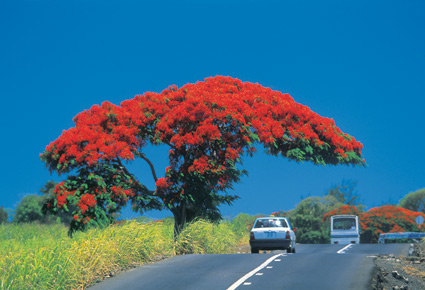 grande albero fiorito di rosso