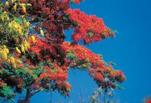 albero fiorito di rosso