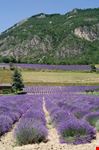 Campo di lavanda