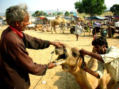  Pushkar Riccardo Gatta -  ricgatta@gmail.com Riccardo Gatta -  ricgatta@gmail.com