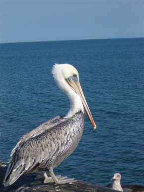 Pellicano