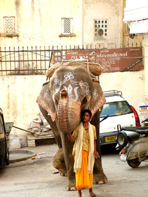 Elefante 