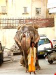 Elefante 