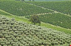 ancona landscape at summer with vineyards