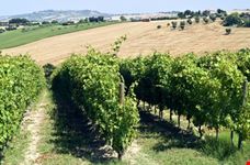 ancona vineyards