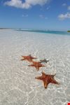 cayo largo sea star on the paradise beach