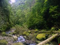 sumatra rain forest
