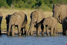 Herd of African elephants