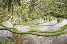 Ricefield