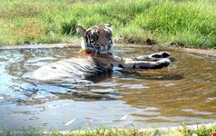 Tiger in a pond